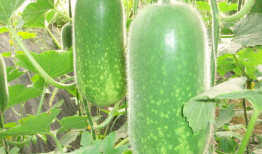 爆料吃瓜真人图片大全高清